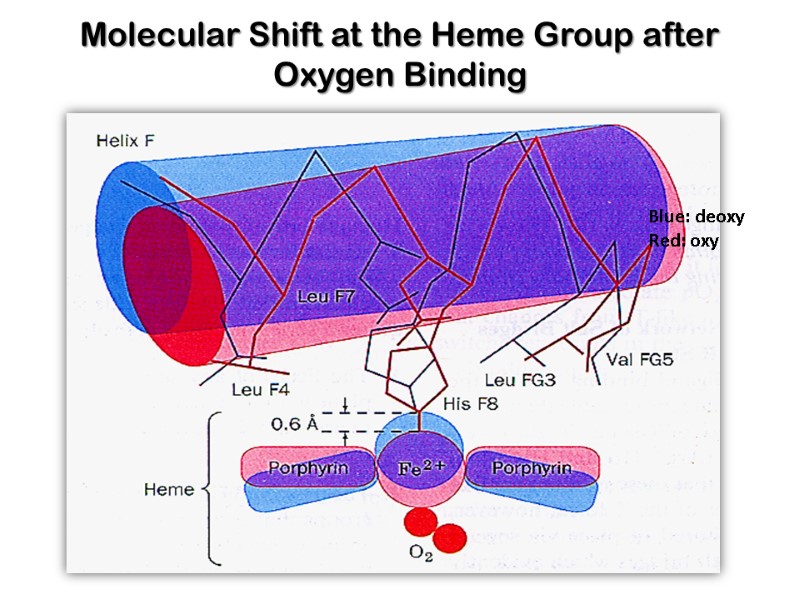 Molecular Shift at the Heme Group after Oxygen Binding Blue: deoxy Red: oxy